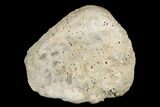 Hadrosaur Finger Bone - Alberta (Disposition #-) #183272-2